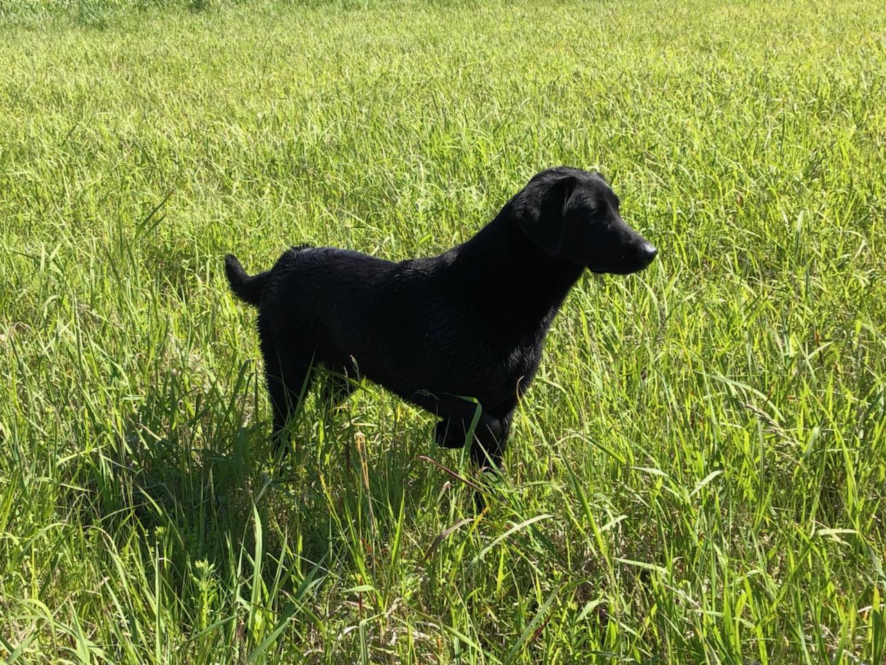 4XGMPR Lanoue's Diggin Them Ruffled Feathers SH | Black Labrador Retriver