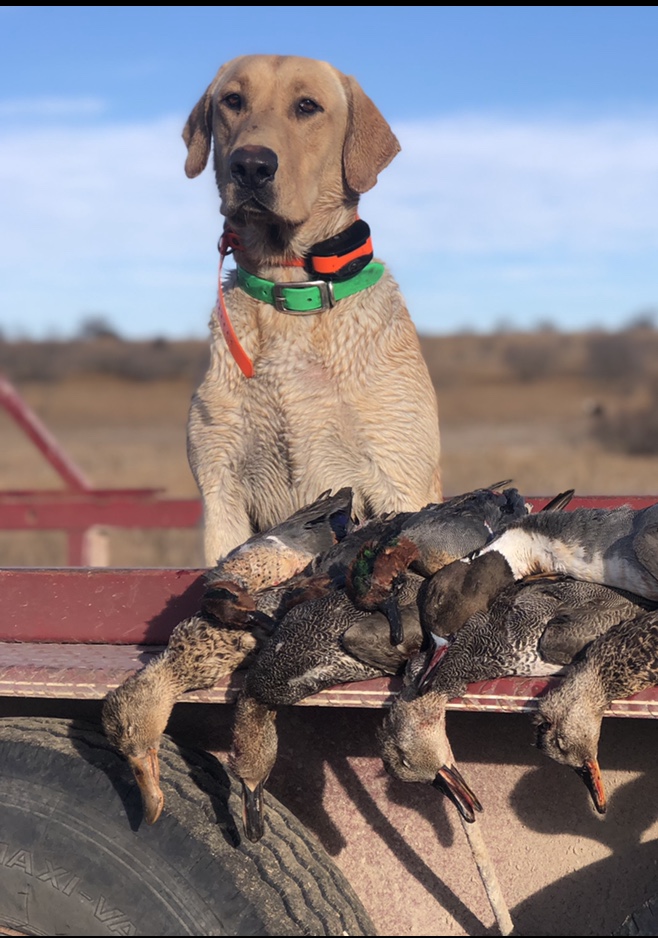 Road Warrior’s What A Rush | Yellow Labrador Retriver