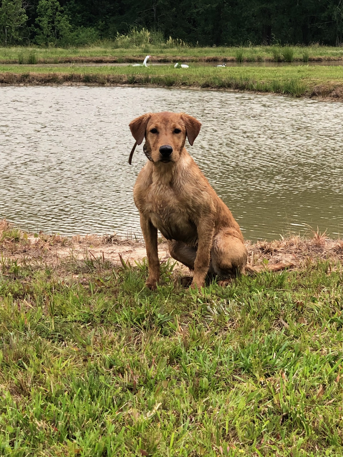 HR You Dont Know Jack SH | Yellow Labrador Retriver