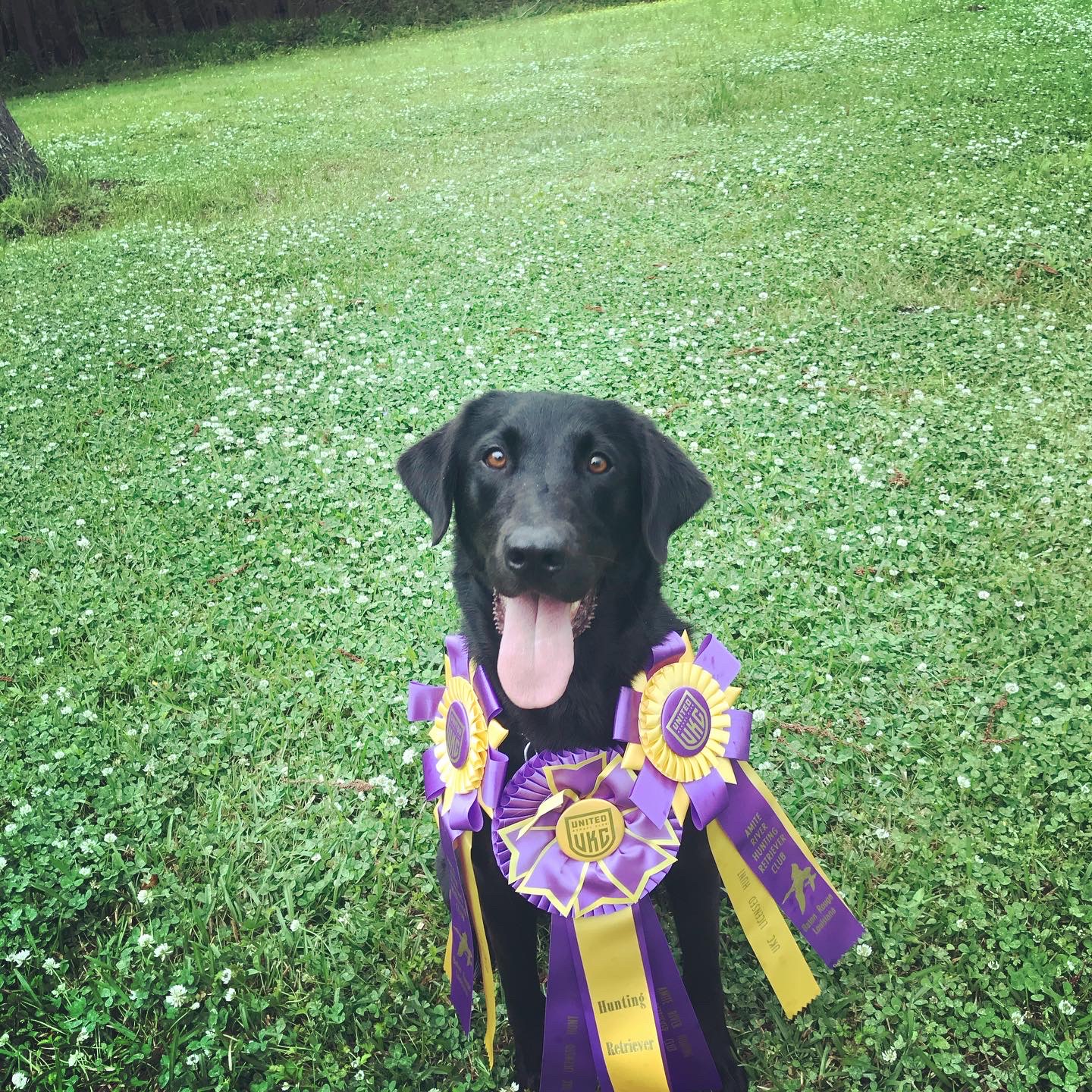 HR Sweetest Loretta | Black Labrador Retriver