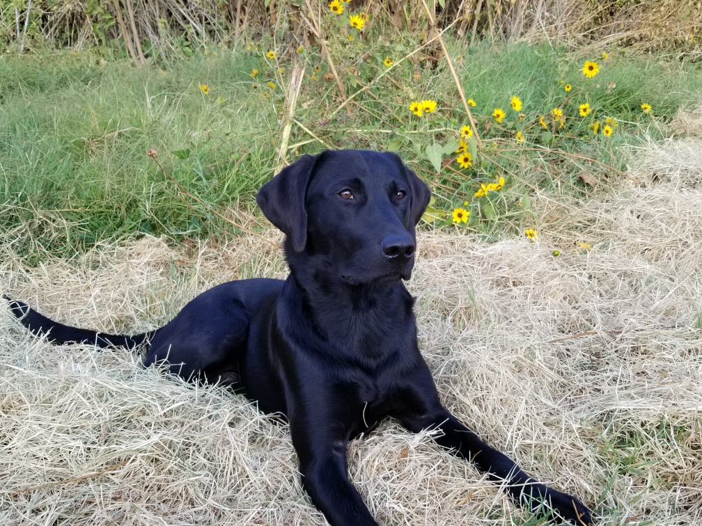 Sealions One Of The Family JH,RN,TKI | Black Labrador Retriver