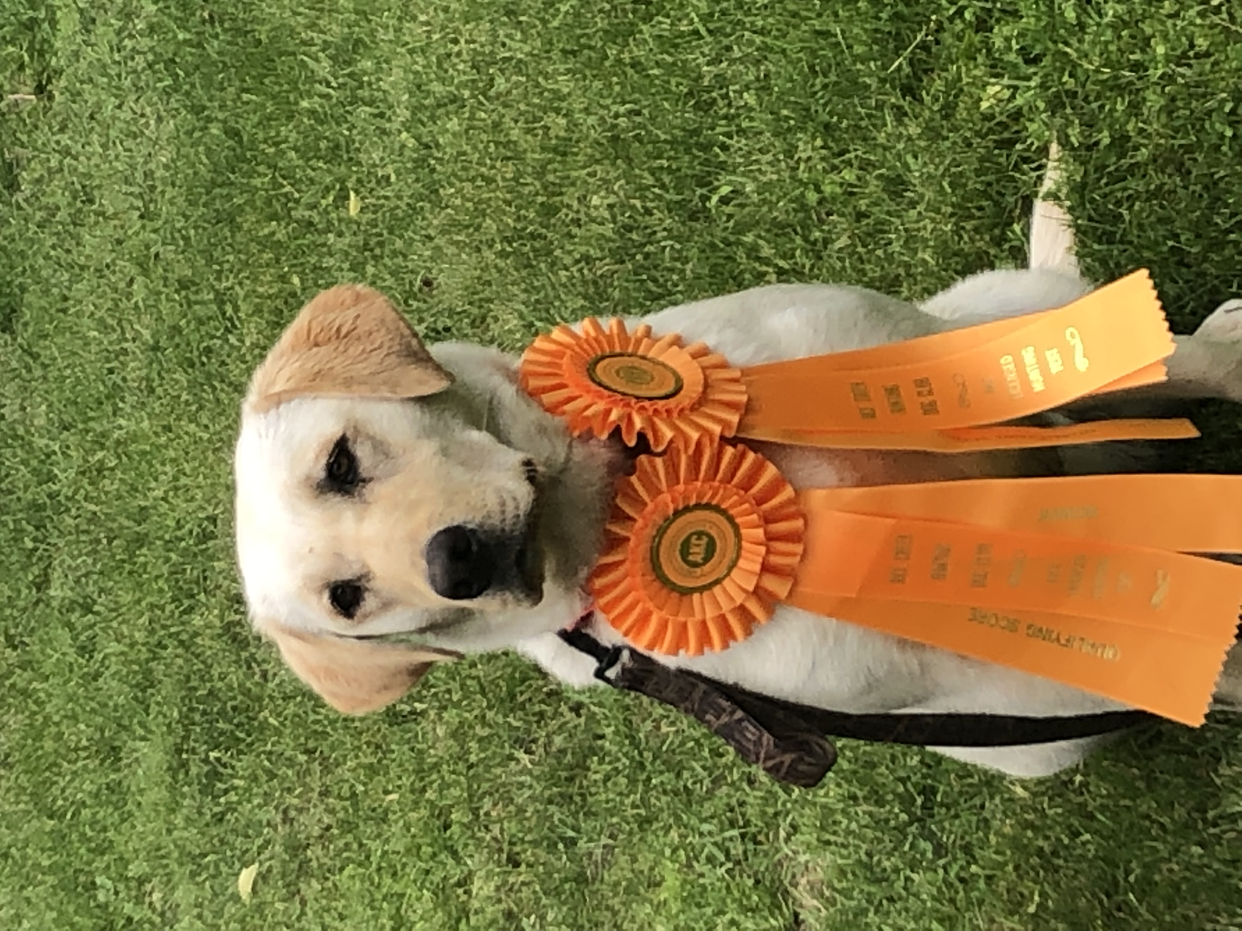 Hillcrest Set The Hook Miss Daisy JH | Yellow Labrador Retriver