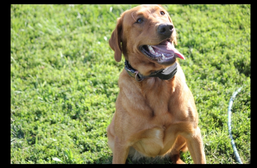 Voyles Star | UNKN Labrador Retriver