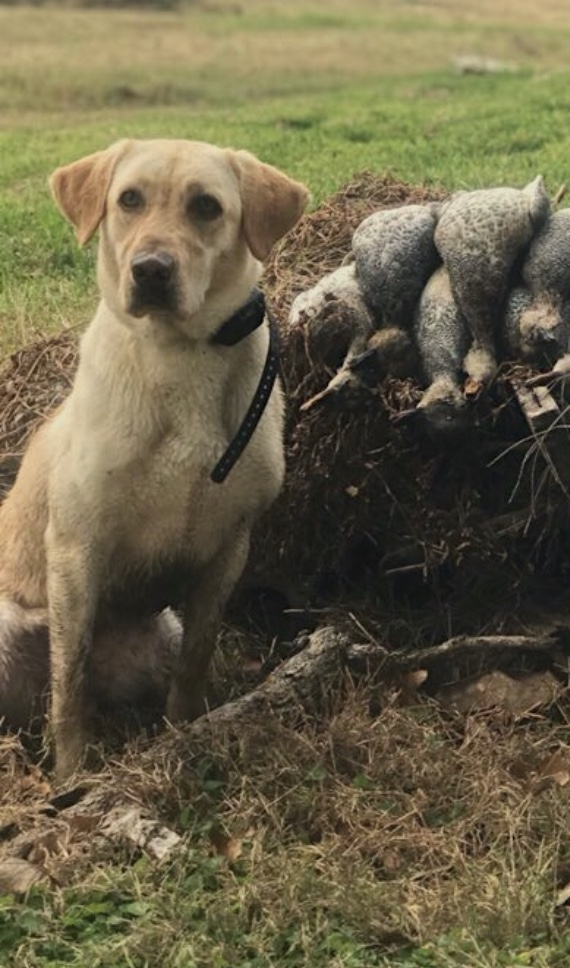 Corley's Little Miss Avery | Yellow Labrador Retriver