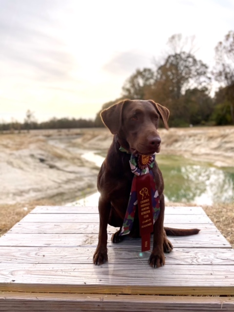 HR Breeze Hill's Arkansas Cuda | Chocolate Labrador Retriver