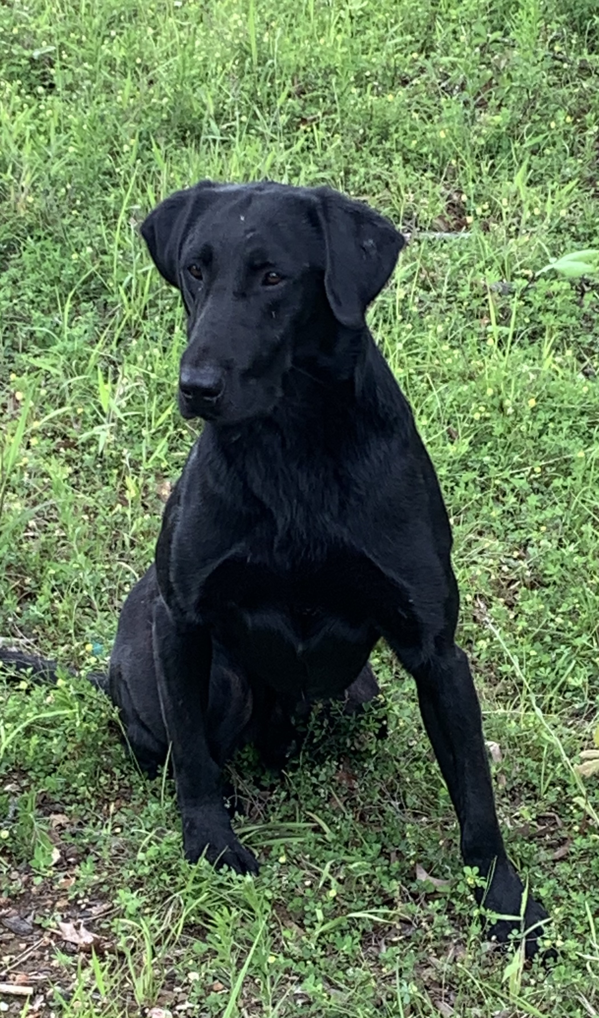 HRCH Breeze Hill's Quick Reflex | Black Labrador Retriver