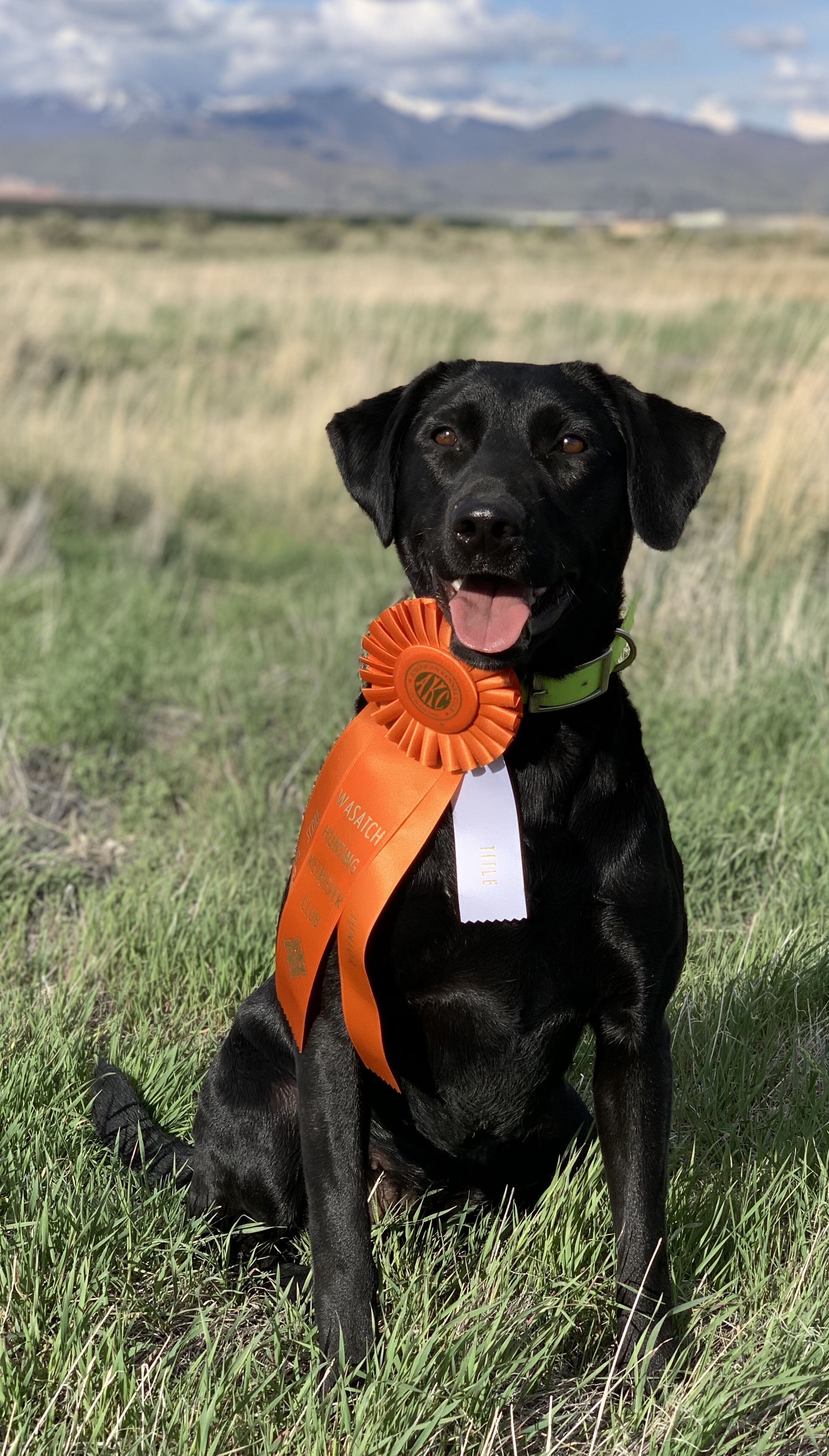 TK Hot Knob Creek JH BN CGC TKI DE AS | Black Labrador Retriver