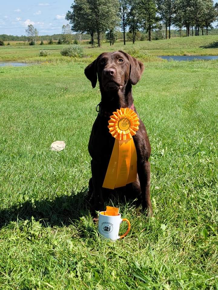 SHR Lindleys Hail Storm Sage JH | Chocolate Labrador Retriver