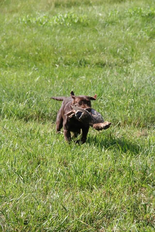 SHR Lindleys Hail Storm Sage JH | Chocolate Labrador Retriver