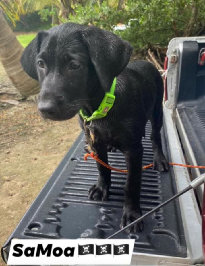 Samoa | Black Labrador Retriver