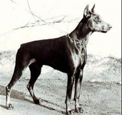 Guy's Hasso v. Norden Stamm | Black Doberman Pinscher