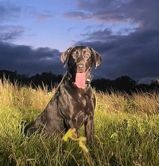 Samoa | Black Labrador Retriver