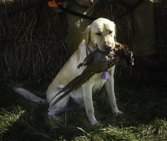 HR SR Three Cedars Best Buddy Ron | Yellow Labrador Retriver