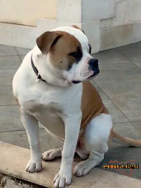 Trinabull's Artù | American Bulldog 