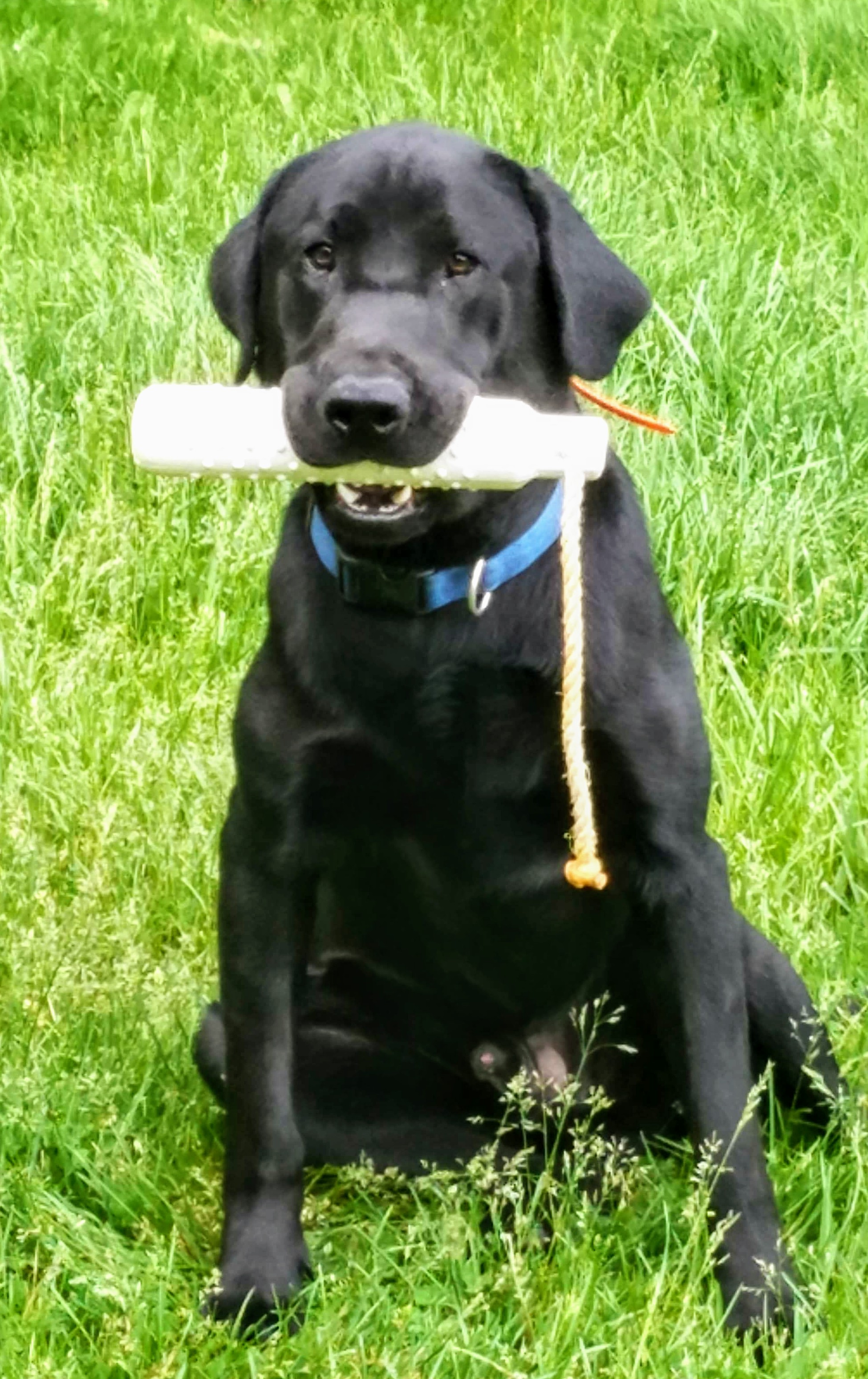 Three Cedars Accio Pheasant By Kaiserk9 | Black Labrador Retriver