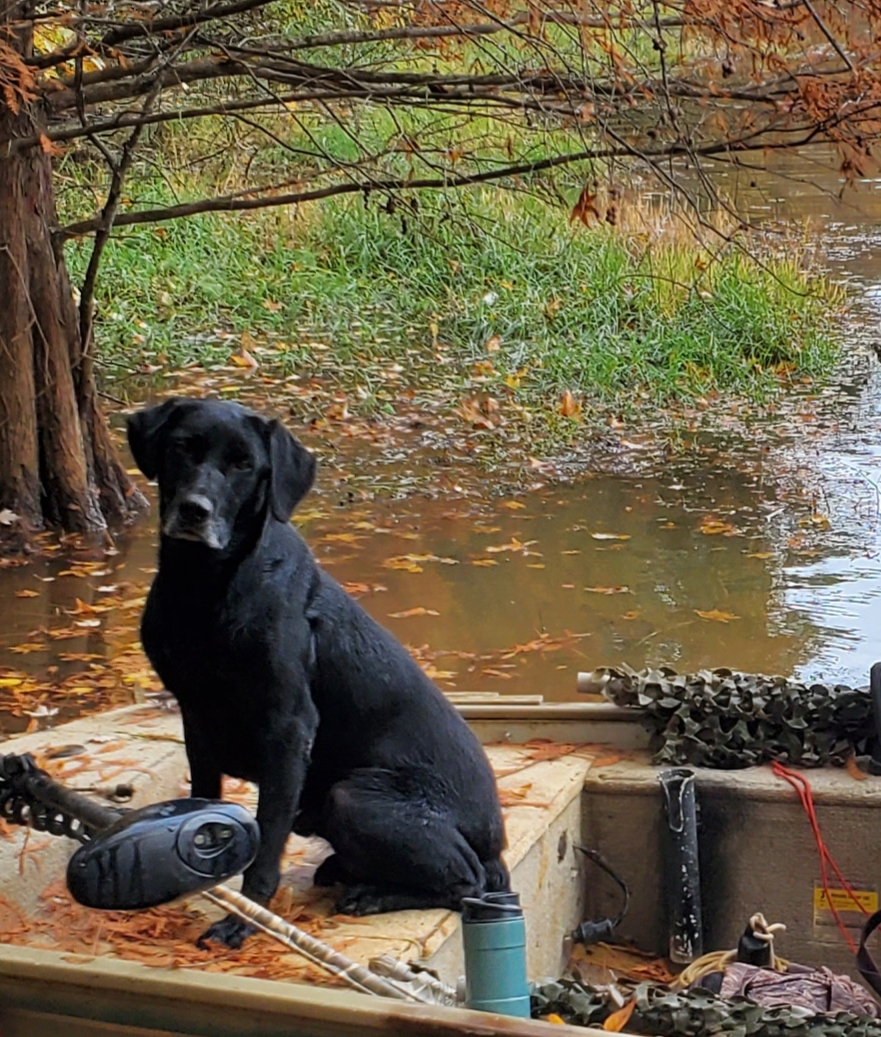 Al And Jens Go Getim Waylon | Black Labrador Retriver