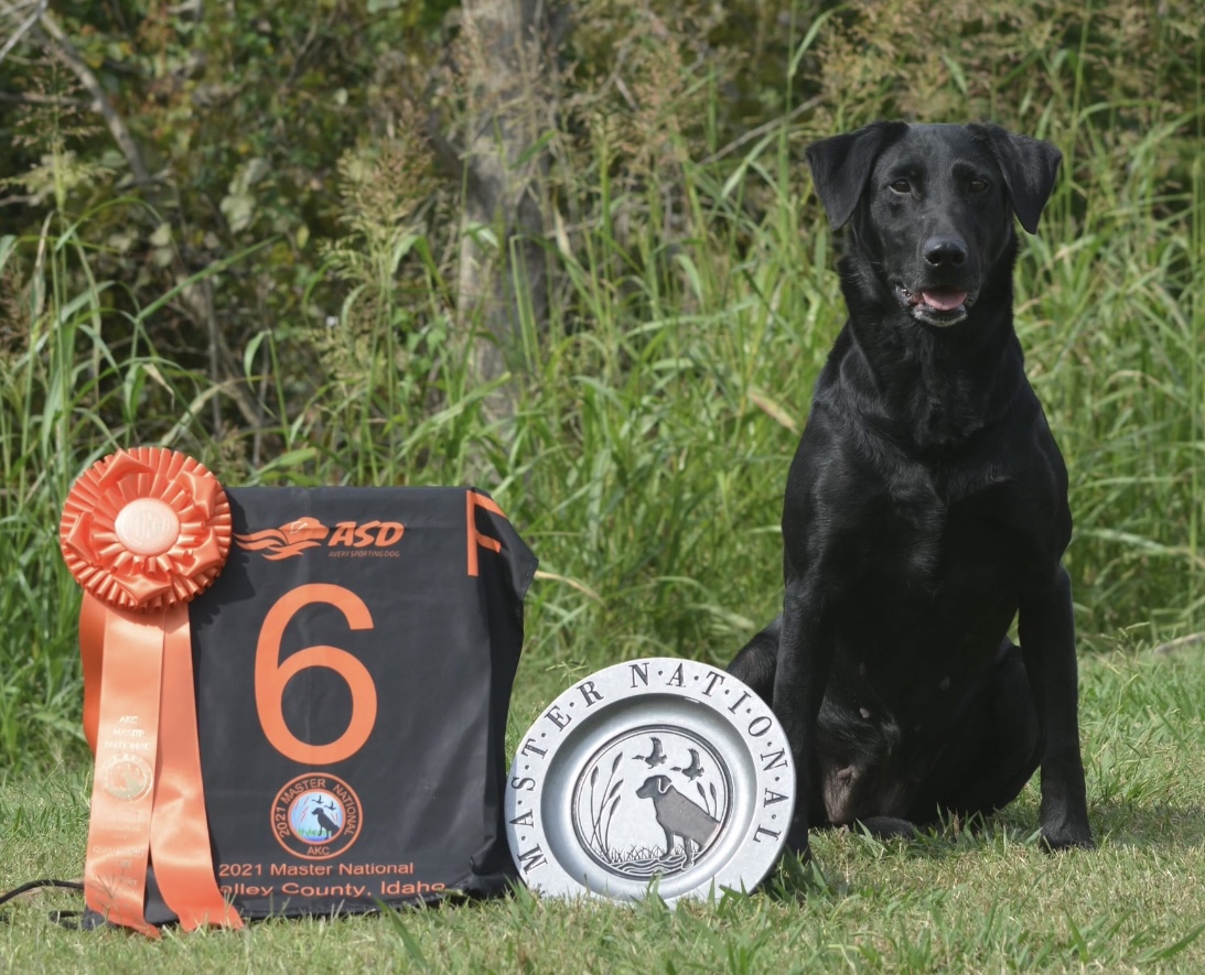 GRHRCH Big Muddy's Rivers Rising Fast MH | Black Labrador Retriver