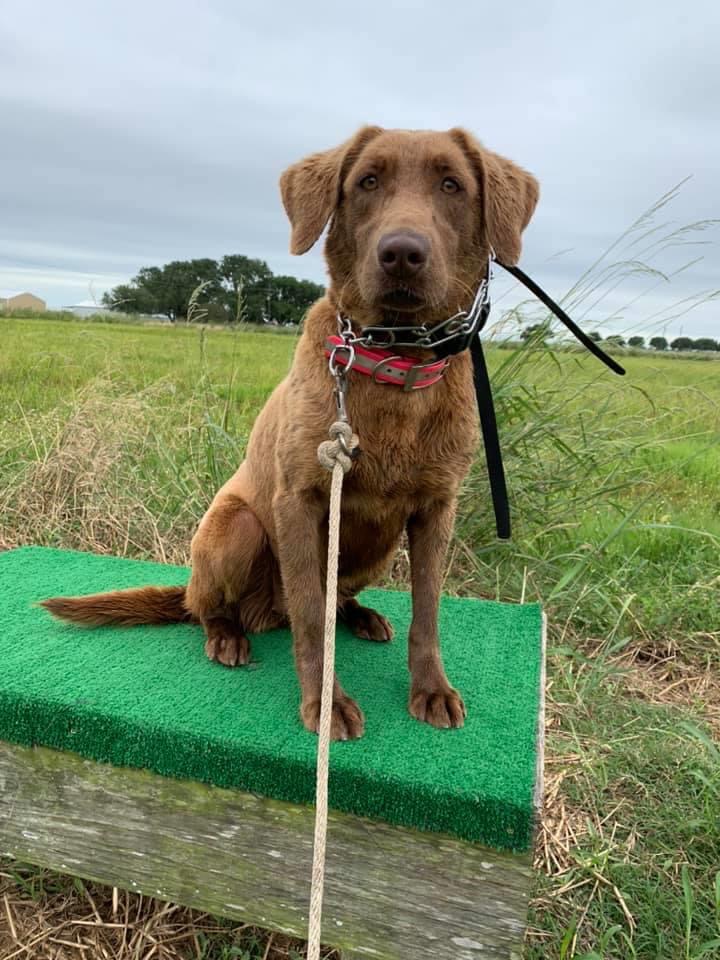 HR Ducote’s Magic Lady | Chocolate Labrador Retriver