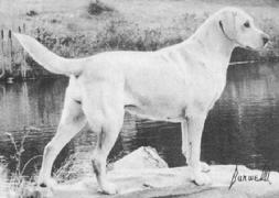 ENG SH AM CH Sandlylands Tanna | UNKN Labrador Retriver