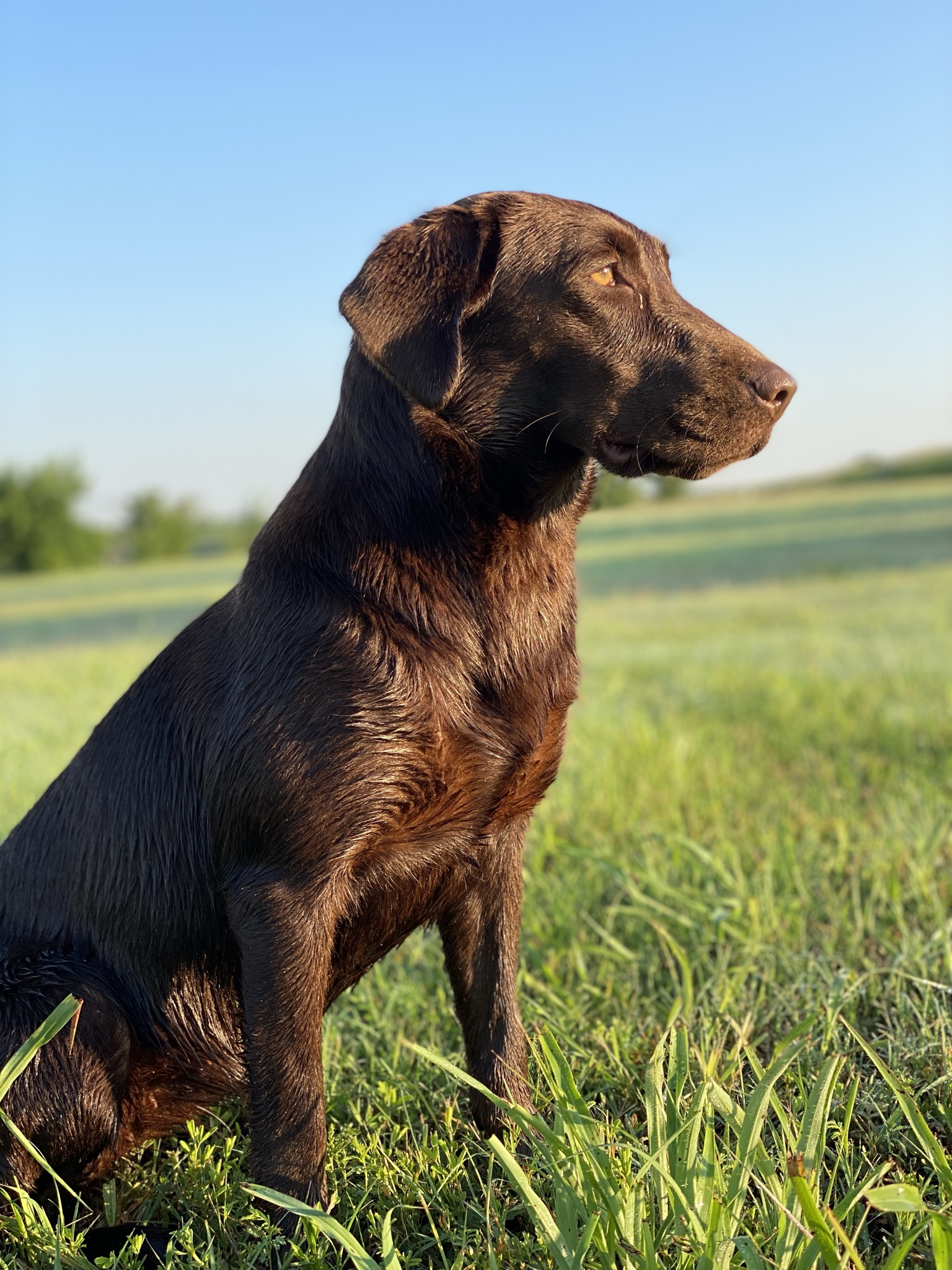 Black Bear’s Miss Independence | Chocolate Labrador Retriver