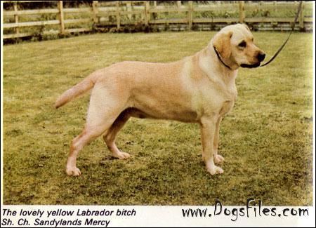 CH Sandlylands Mercy | UNKN Labrador Retriver