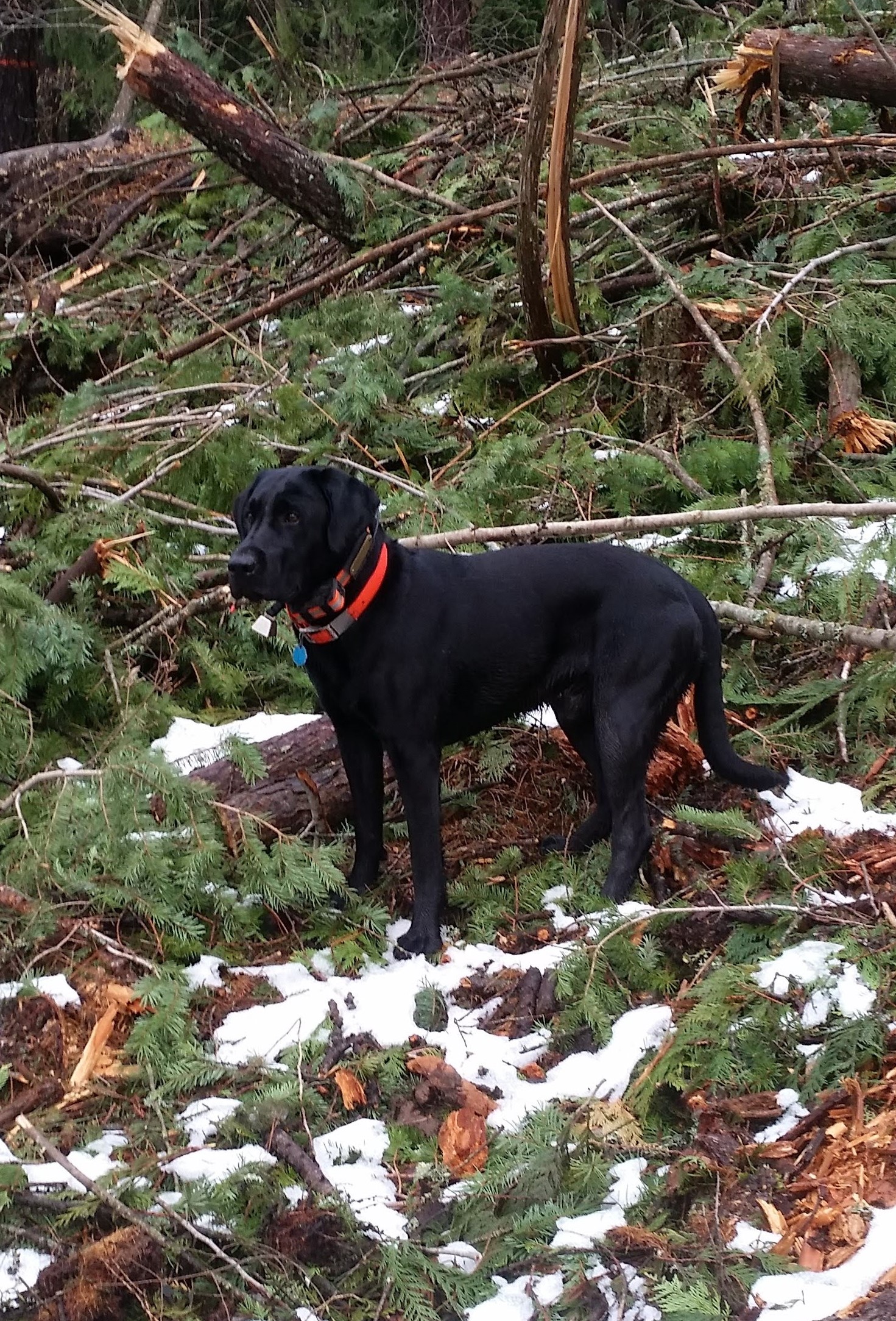 White's Antler Chade | Black Labrador Retriver