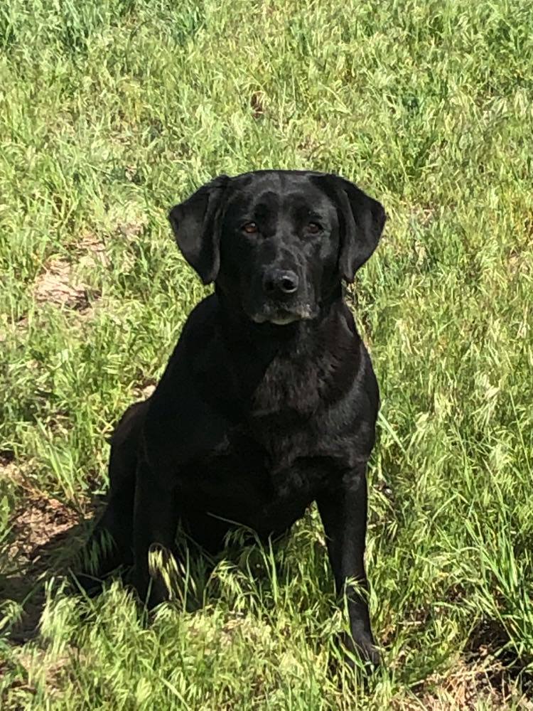 HR Keslars Land Shark Of Zagonia | Black Labrador Retriver