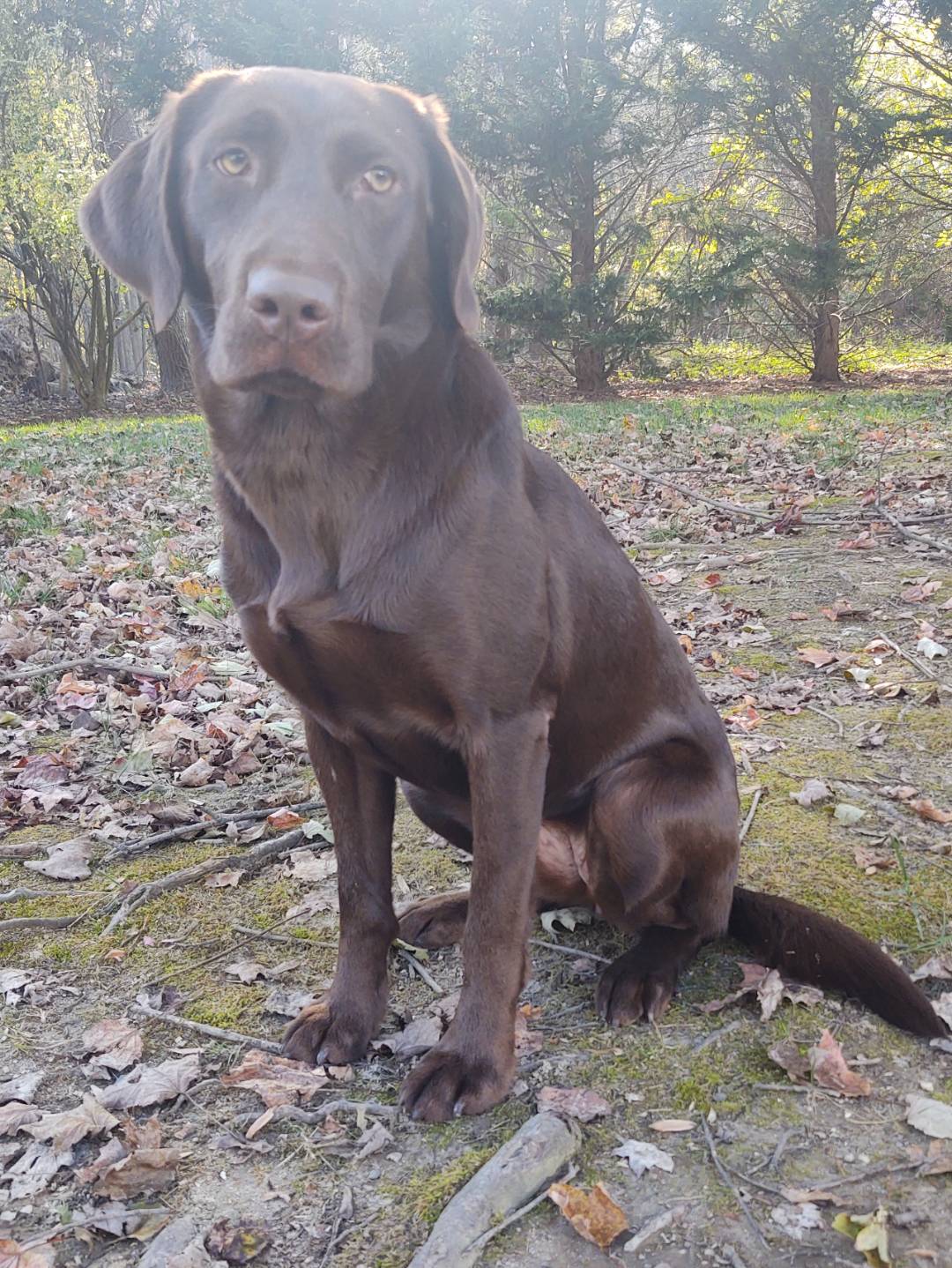 Gander Landin Intelligence Warrior | Chocolate Labrador Retriver