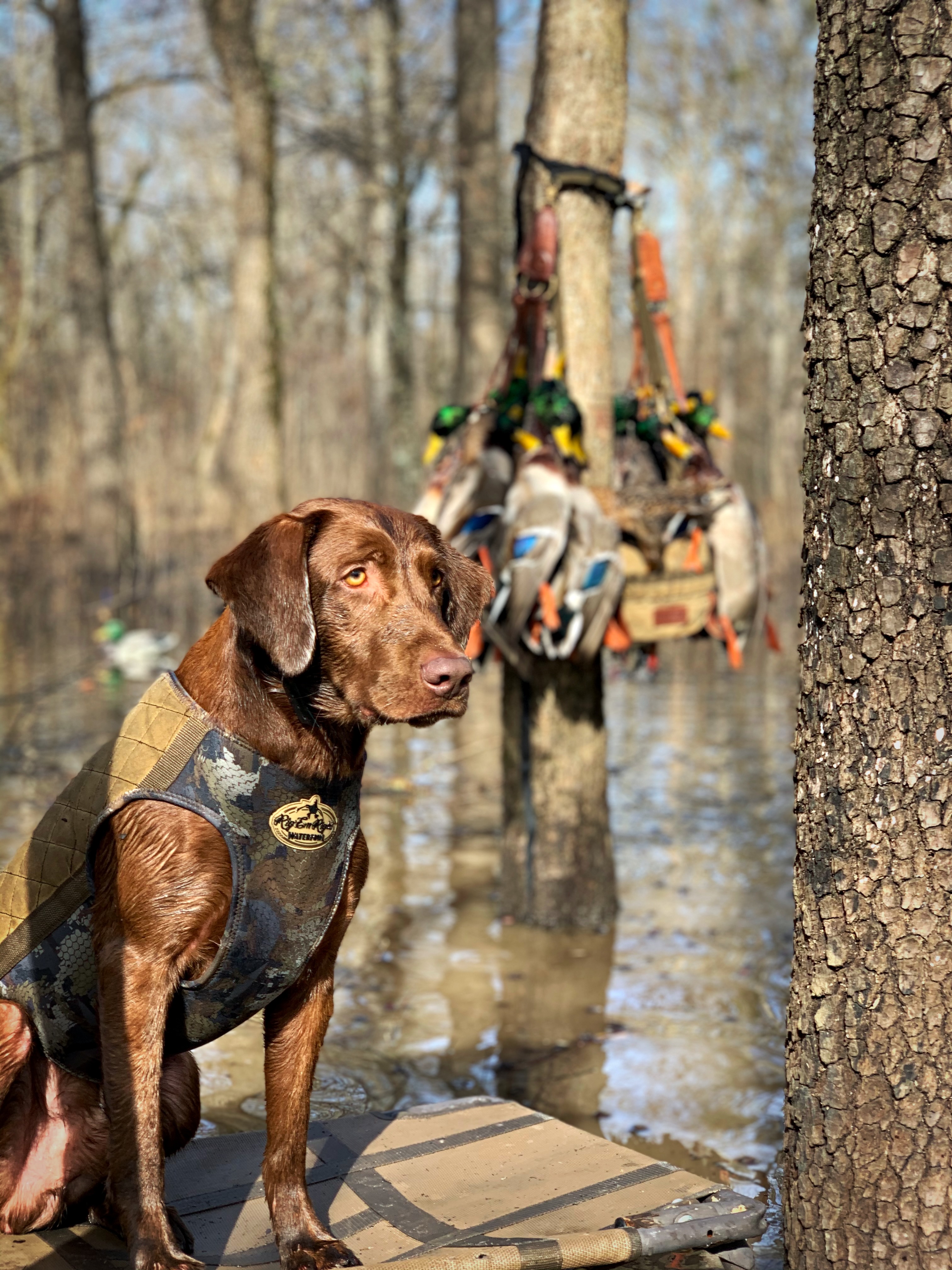 HRCH Lickity Split Financiar MH | Chocolate Labrador Retriver