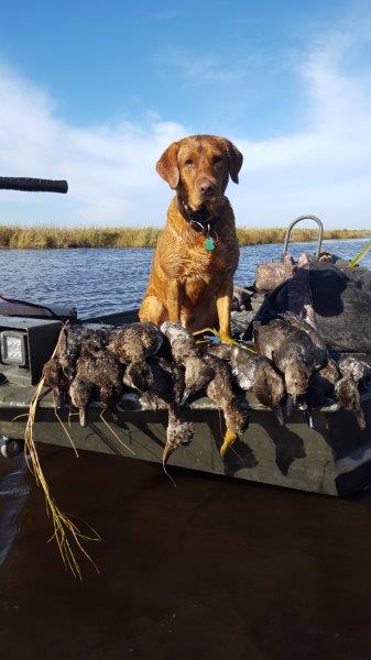 HR Powers Poule D'eaus Hoodoo | Yellow Labrador Retriver