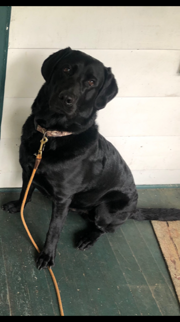 Pretty Boy Boca Jake | Black Labrador Retriver