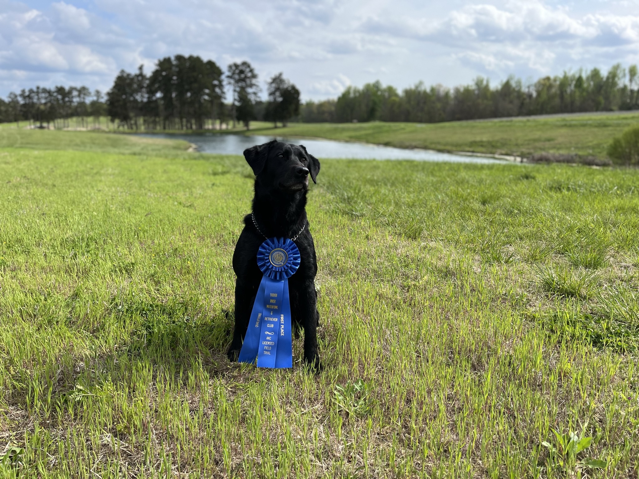 Leatherwood's You Stole My Heart QA2 | Black Labrador Retriver