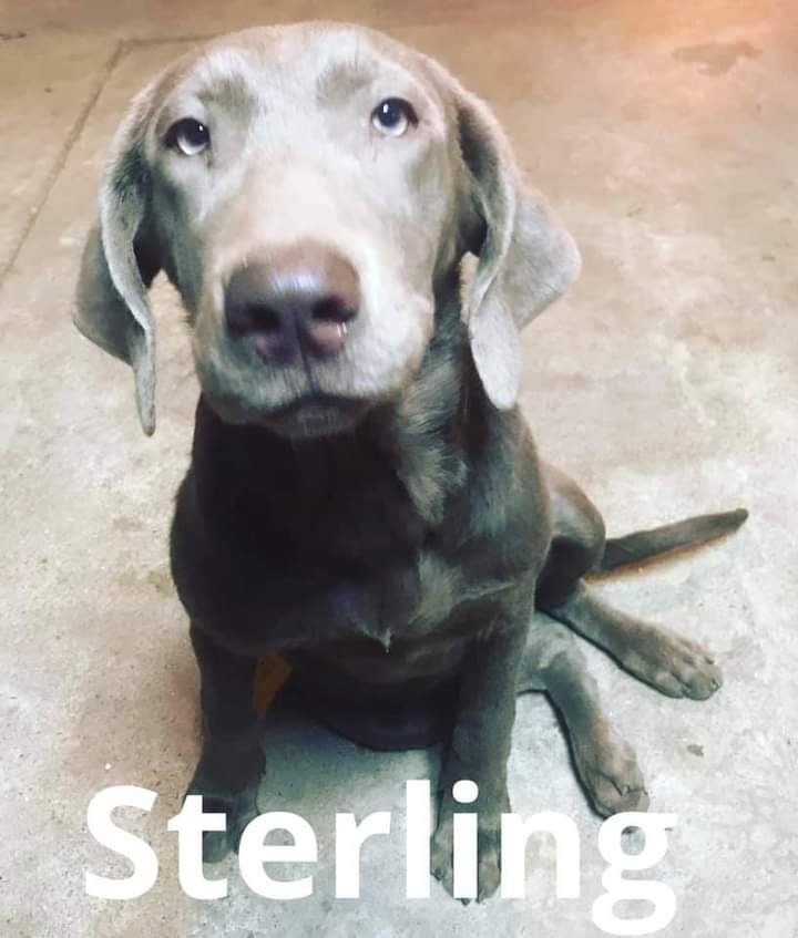 Tls Sterlings Silver Arrow | Chocolate Labrador Retriver