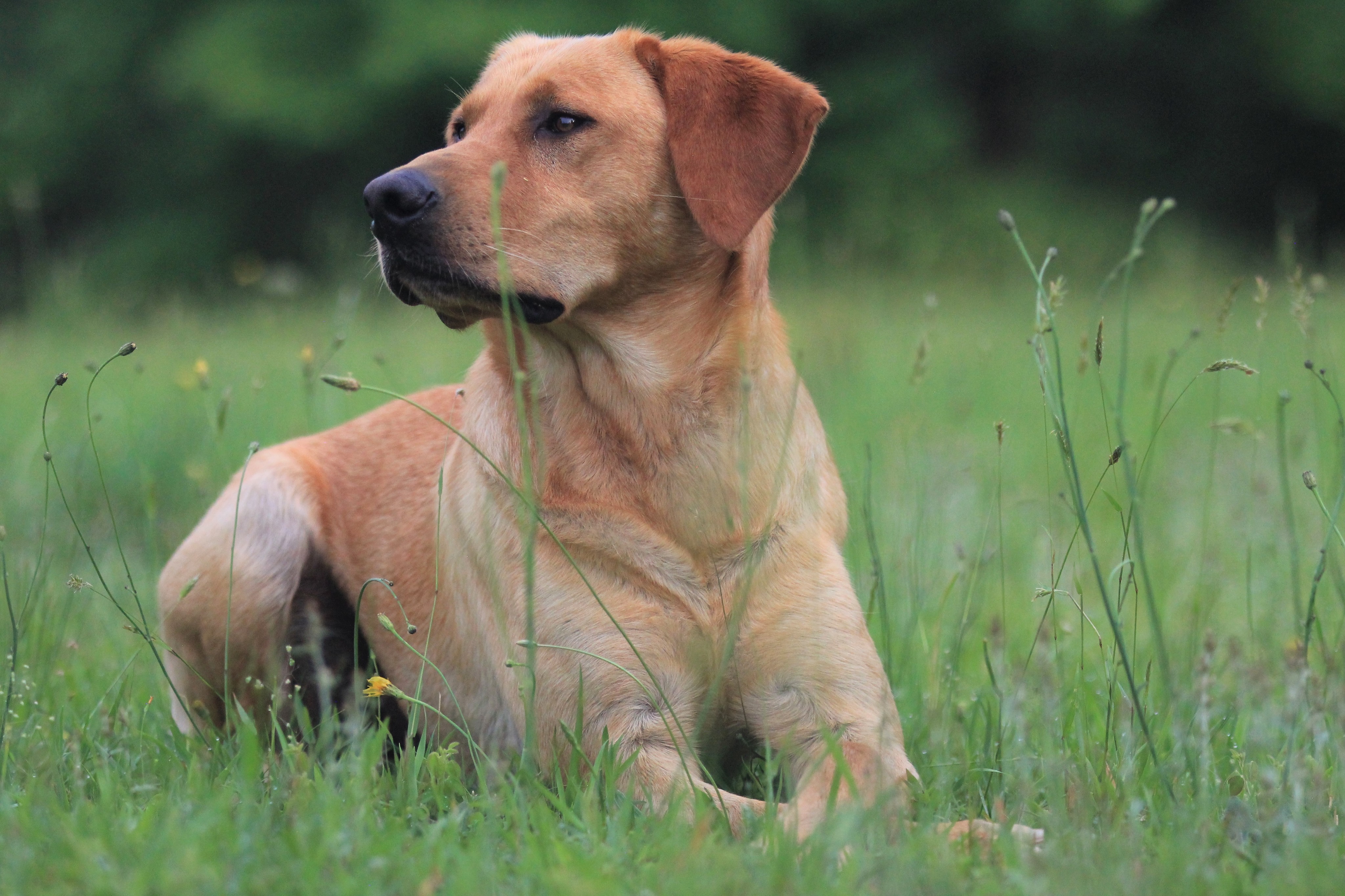 HRCH Locust Groves Eli MH | Yellow Labrador Retriver