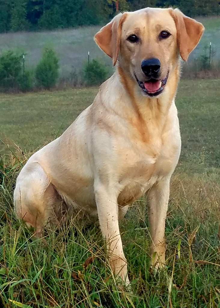 Leatherwood's Southern Charm | Yellow Labrador Retriver