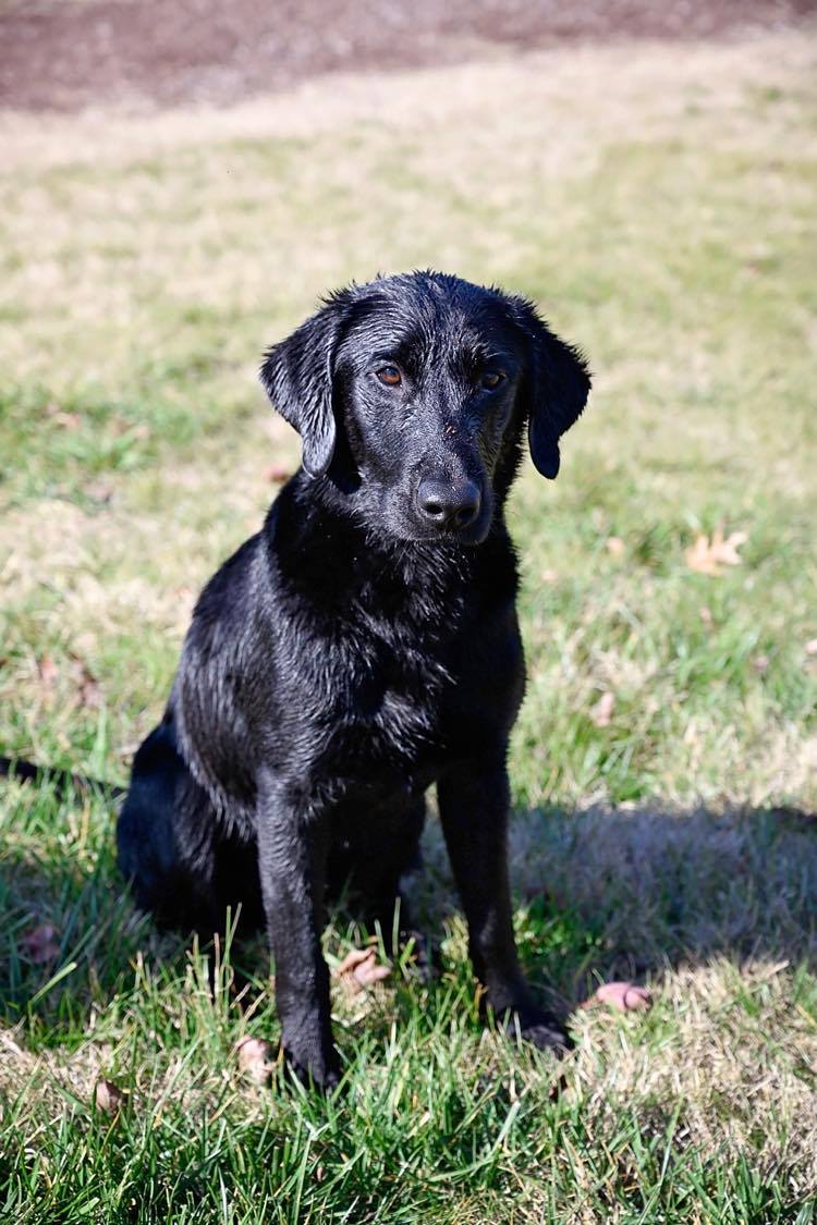 Valedictorian's Hellbender | Black Labrador Retriver