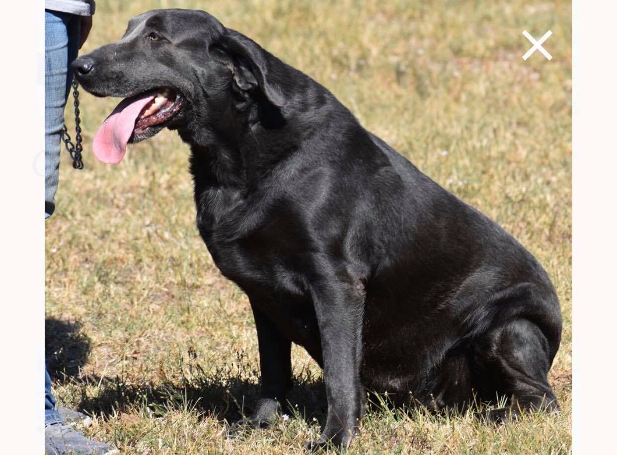 Broken T Chloe | Black Labrador Retriver