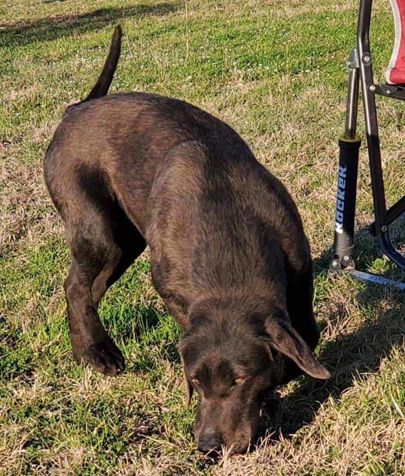 Txduckcreeks Silver Storm | Black Labrador Retriver