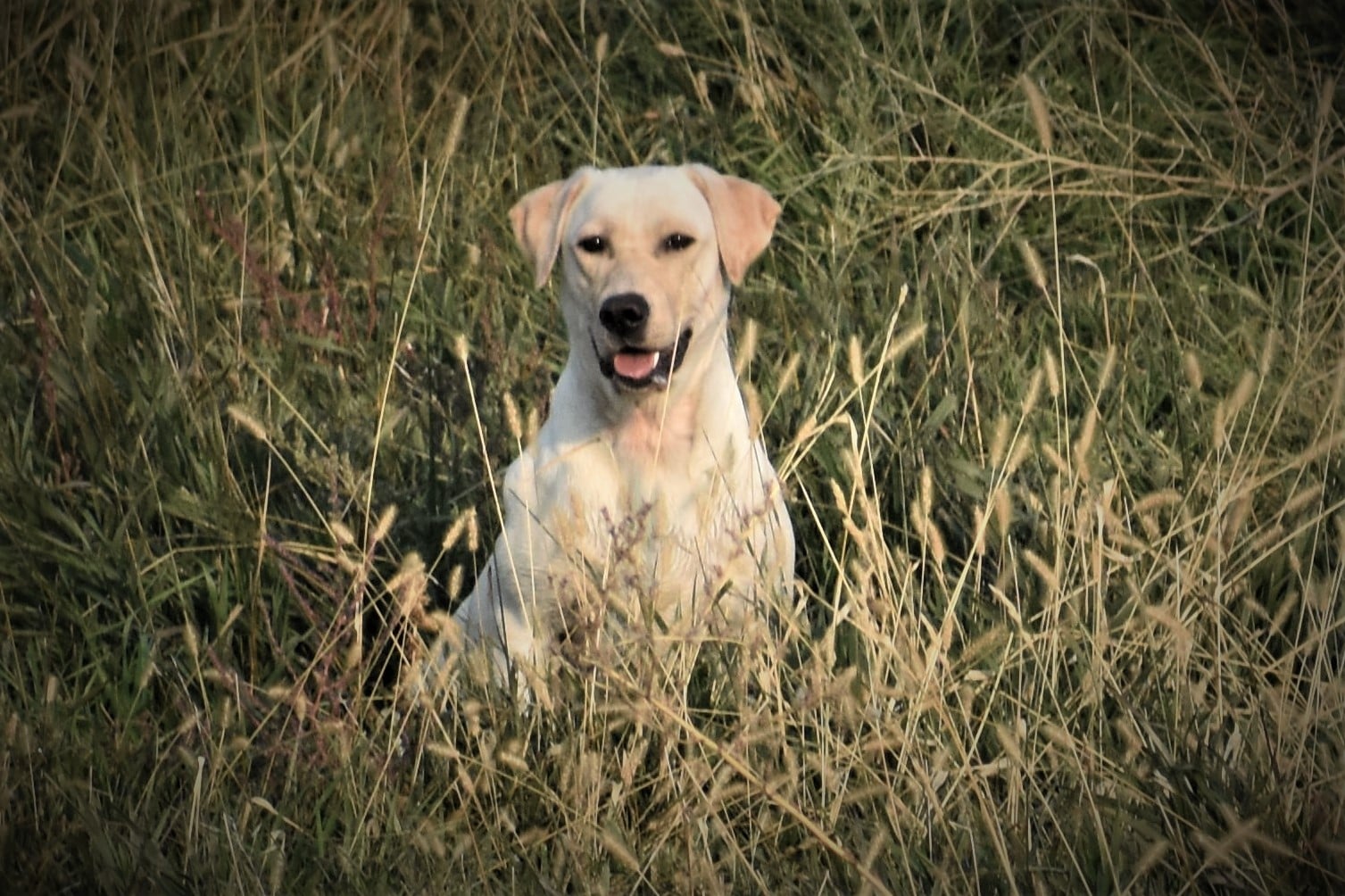 4XGMPR HR Blackjack Ms Mighty Tub O Bliss SH | Yellow Labrador Retriver