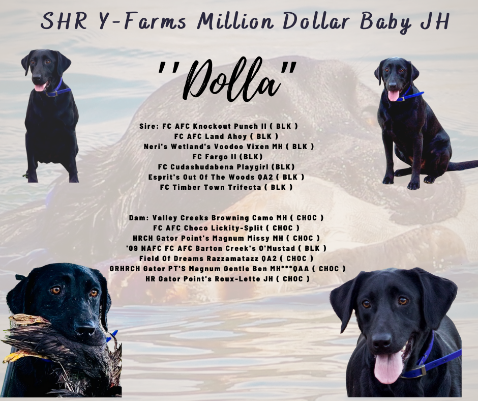 SHR Y-Farms Million Dollar Baby JH | Black Labrador Retriver