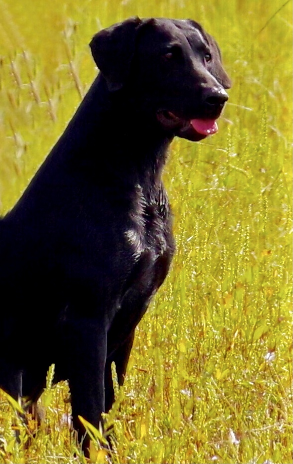 HRCH Y-Farms Living On Kauai Time JH | Black Labrador Retriver