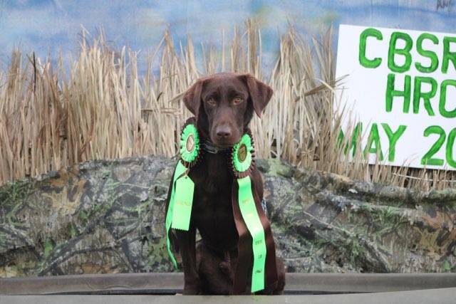 HR Go Getim Jiminy Cricket | Chocolate Labrador Retriver