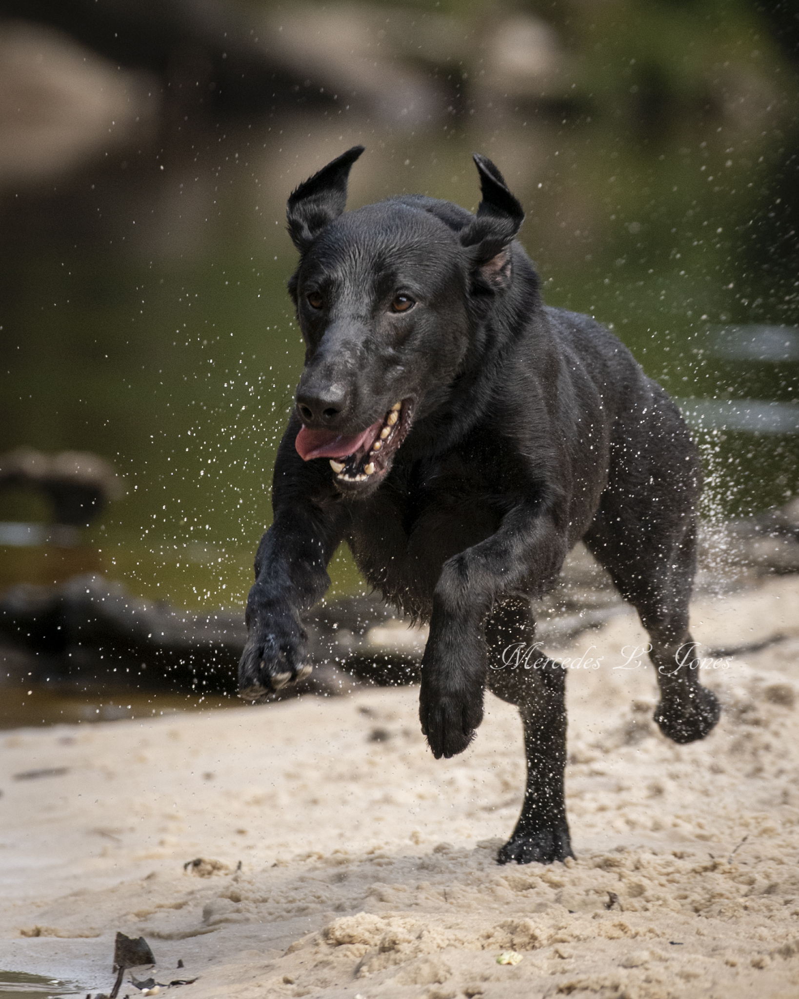 HR Laurel Oaks The Color Of Freedom | Black Labrador Retriver