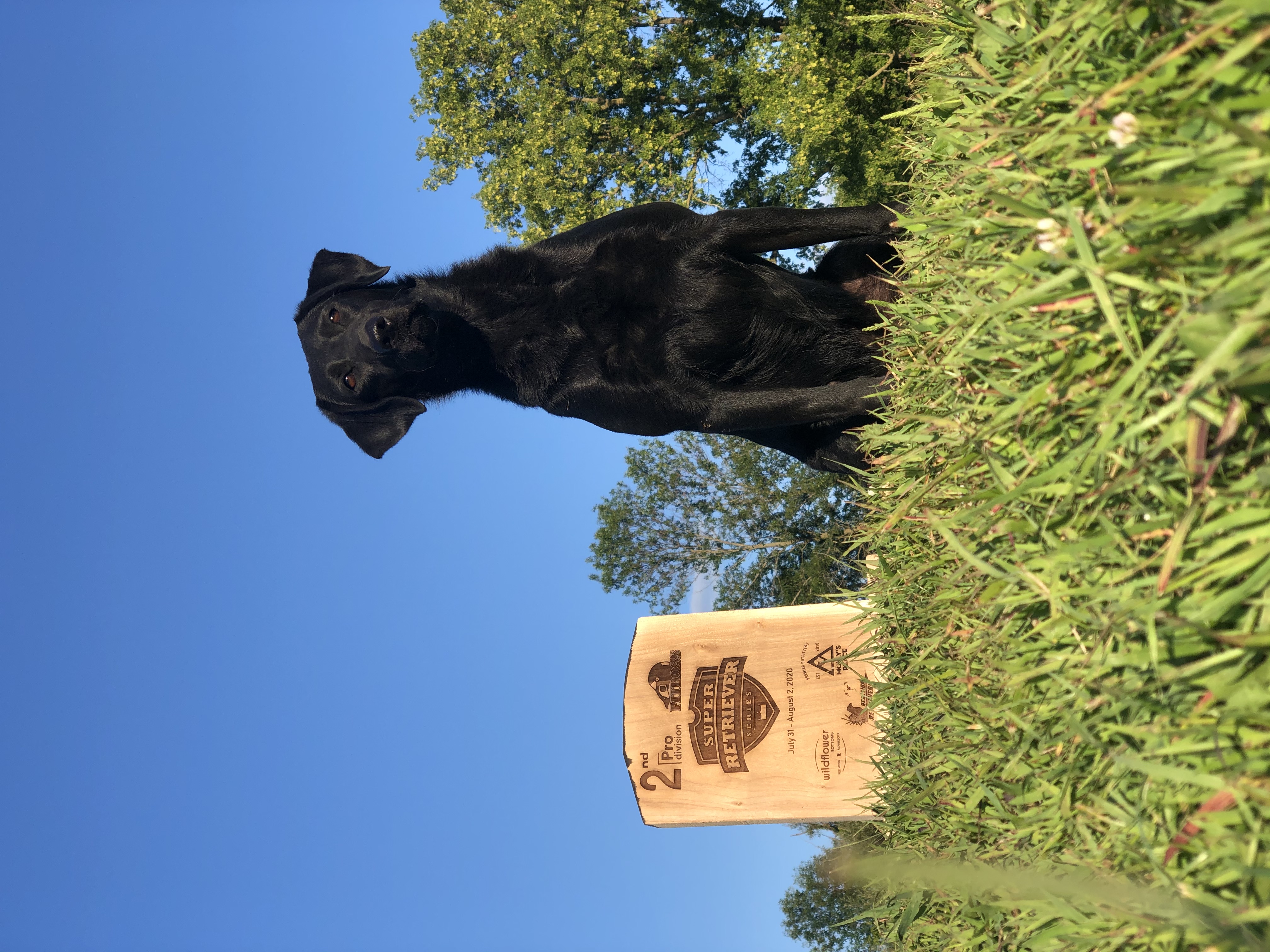 HRCH Yonah Double Shot Of Crown MH QAA | Black Labrador Retriver