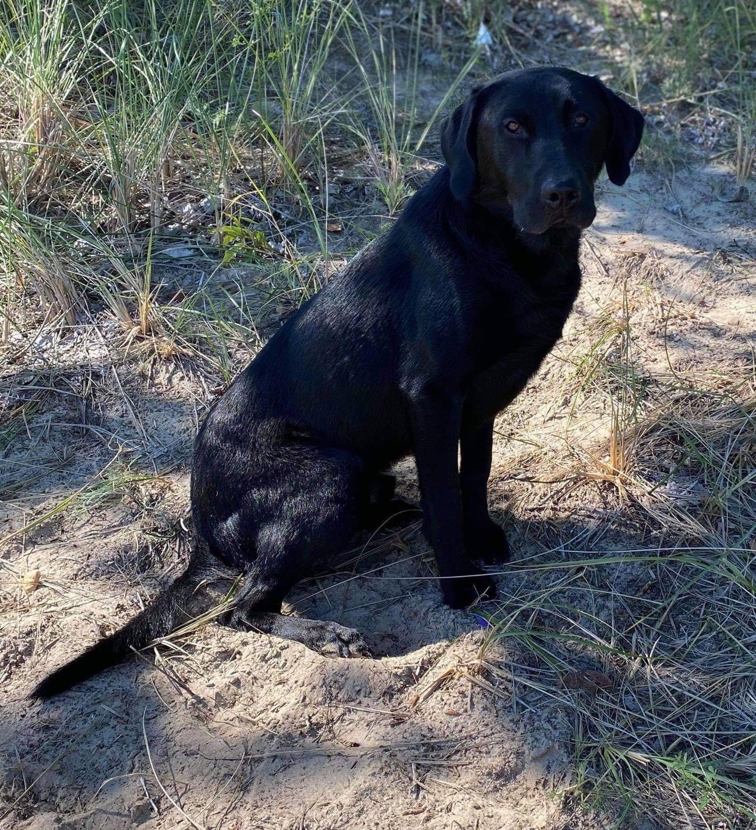 Baypoint’s Red White & Blue | Black Labrador Retriver