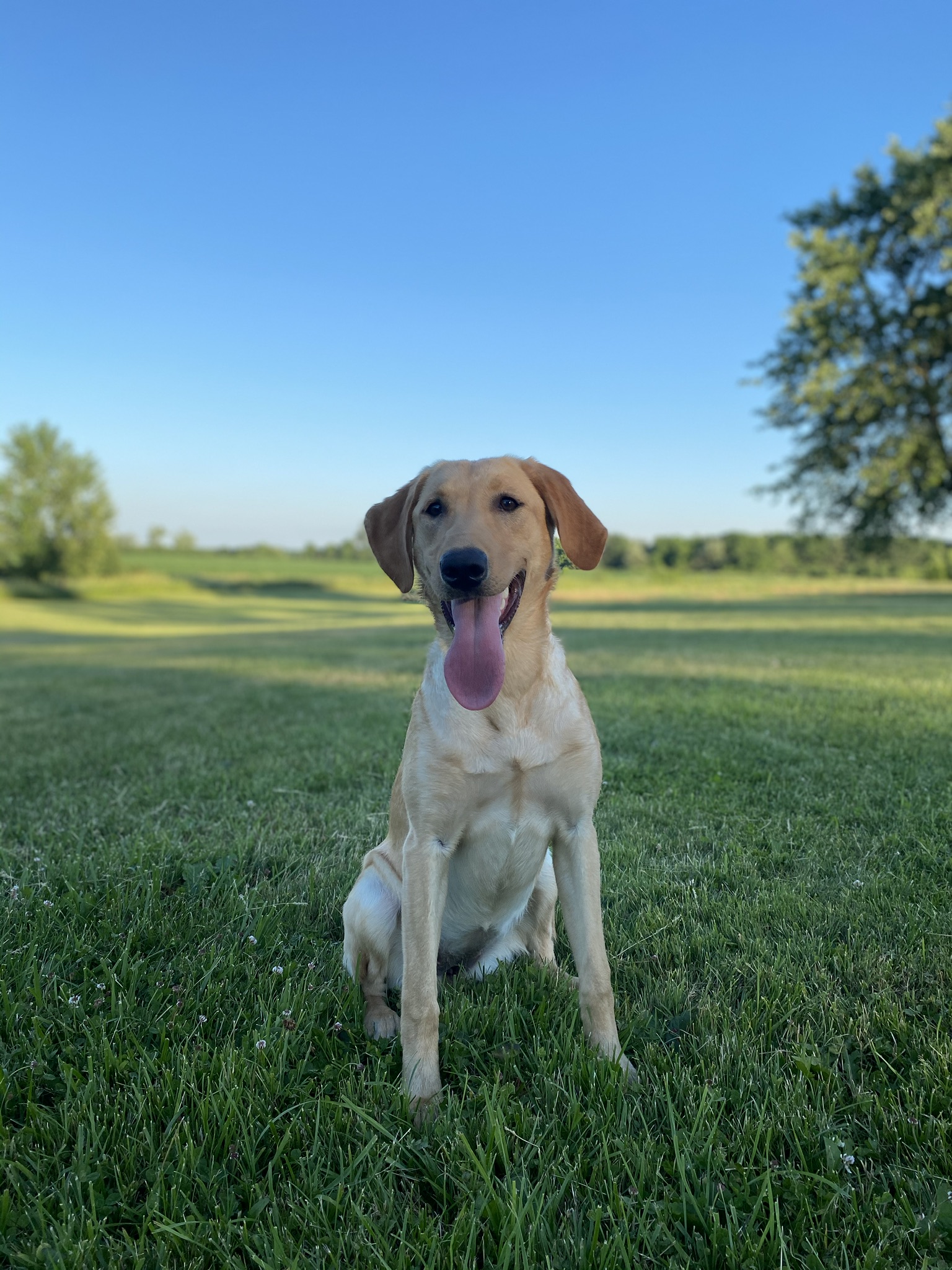 Elkim’s Rye ‘n Ginger | Yellow Labrador Retriver