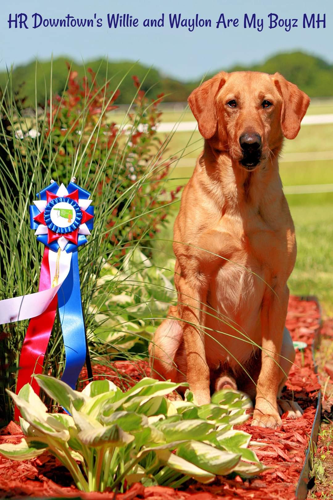 HR Downtown's Willie And Waylon Are My Boyz MH | Yellow Labrador Retriver