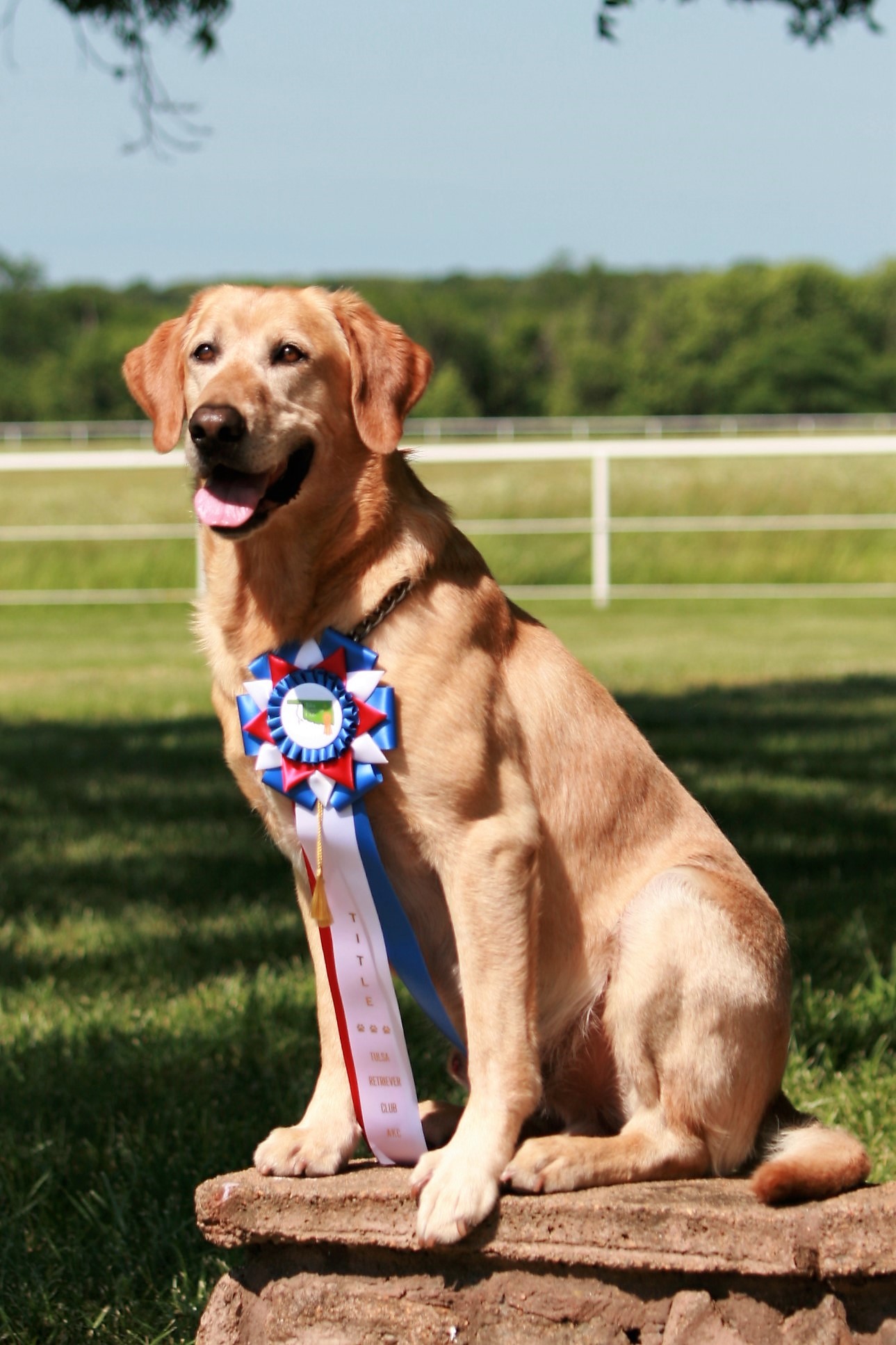 HRCH Flint Oak's Downtown Phrac A Pizza Renting Shocker MH | Yellow Labrador Retriver