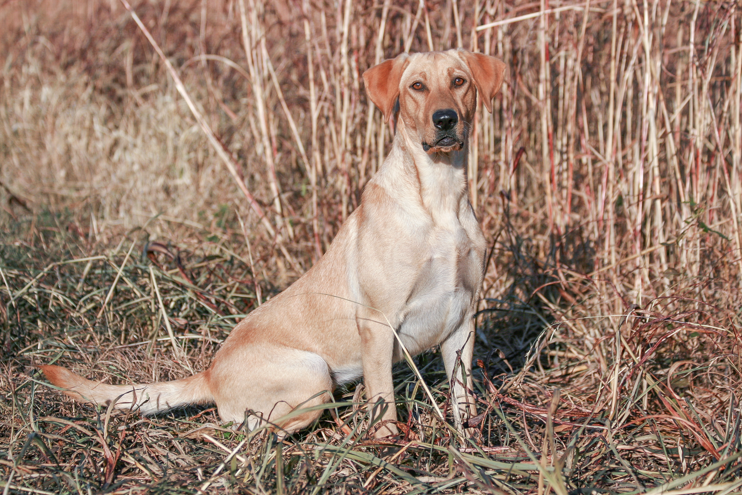 AFC Powerhorn's Downtown Daisy Mae | Yellow Labrador Retriver