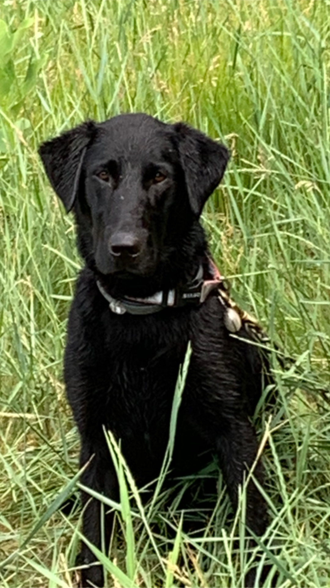 Ridgecrest’s Just For A Lark | Black Labrador Retriver